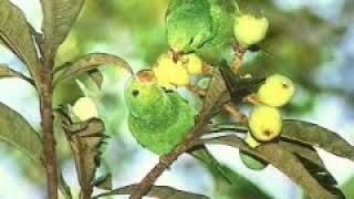 Reportagem TV Cultura com o Fotógrafo Edson Endrigo - "Aves da Mata Atlântica"