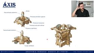 Áxis - Esqueleto axial - Sistema esquelético - Anatomia direto ao ponto!