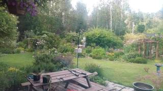 VID 20160627 072053 Tons of birds at feeders