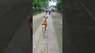 일본 나라 시크한 사슴 | Dignified deer in Nara Park(奈良公園), Nara, Japan