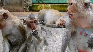 Happy life...Funny Monkey Video, Baby Monkey Playing , Monkeys Fighting