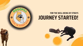 How We Started "Dogofill" from Scratch – Our Journey | We demand better health for Street dogs