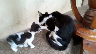 So adorable, poor little abandoned kittens living together in the pagoda