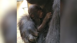 Newborn gorilla dies at Zoo Atlanta