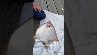 stingray getting tickled #shorts  #ocean  #stingray  #wildlife