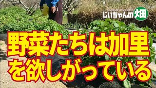 カリウムが足りない！葉物野菜、根菜類、果菜類も窒素以上に加里を吸収している！10/23