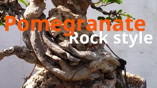 Punica granatum stile su roccia