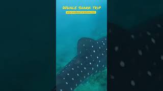 Whale shark watching trip.