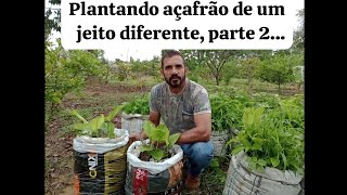 nossa plantação de açafrão parte 2...