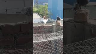 trending #kabootar  #kabootarlover #foryourpage #vireal_video_#trending #pigeonlover #foyou #pigeon