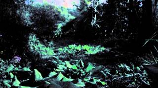 Fireflies among the Olive Trees - Lucciole tra gli Olivi