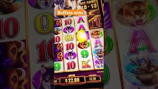 Buffalo slot machine #casino  #buffaloslots #win #smallbets #september #highlights #gambling