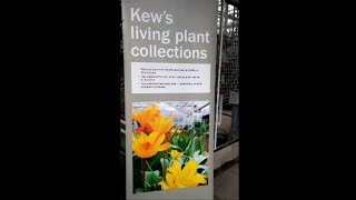 Orchids in Kew - орхидеи в Кю