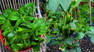 Harvesting Malabar Spinach || Garden update