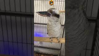 Kevin the Laughing Kookaburra! Kevin knows when he hears this sound he’s about to get fed!