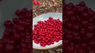 Picking Berries- RedCurrant Johns Berry 🌱