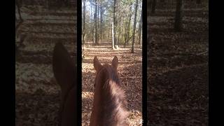 trail ride from last week. Roy was SO chill about it! 😊