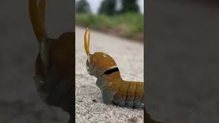 Sidewalk Walker - Swallowtail Caterpillar Sway with me 🦋🐛🎶#catepillar #swaywithme