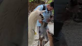 alimentando Llamas en COLOMBIA  #travel #nature#colombia  #aventurassvelsalvador #shortvideo