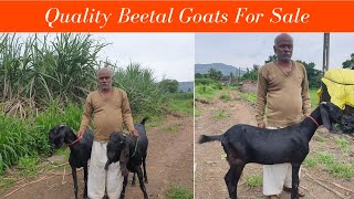 Chaturai Goat Farm Beetal Goats At Saspade Satara| Punjabi Beetal Pure goats in Maharashtra| Marathi