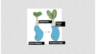 Early Development of Plant Body of Angiosperms|| Capsella bursa|| Embryogenesis in Angiosperms||