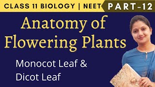 Anatomy of Flowering Plants Class 11 Biology | NEET | Part 12