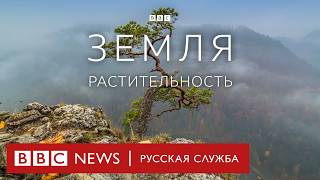 Земля | Растительность | Серия 3/5 | Документальный проект Би-би-си