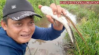 mancing dispot maestro labanan ini makin sore makin edddyann..2 teknik kumbul dan casting amis semua