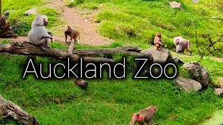 Let's go to the zoo in Auckland New zealand with my old lady!