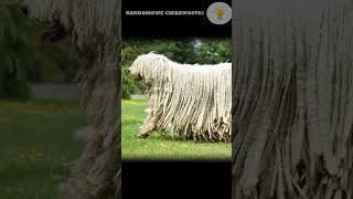 Komondor #psy