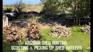 Arizona Shed Hunting: Scouting & Picking up Shed Antlers