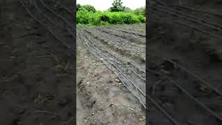 Preparing the irrigation set for cucumber farm