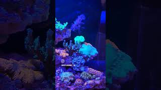 180 Days #reeftank #reefjourneybytm ##reefjourney #qatar #aquarium #love # qatarlife