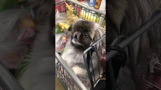 How your dogs react when you take them for shopping