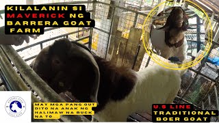 BARRERA GOAT FARM 3