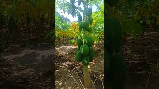 Grew Papaya Trees In My Home Garden