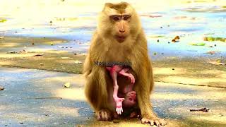 The water receded when see this aspect for newborn baby monkey