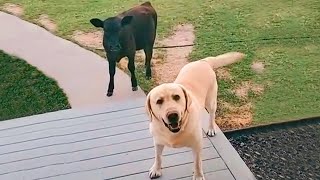 When your dog brings home a friend 🐮🤣