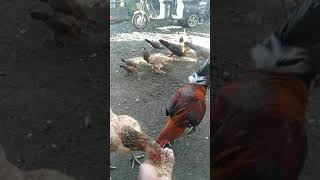 feeding my chickens