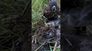 Falcon hunting birds #birds #falcons #shorts #wildlife