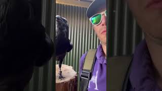 Super Raven Super Funny #shorts #funny #funnymemes #funnyanimals