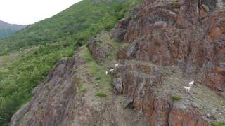 Dall Sheep, Seward Highway,  7/1/2017