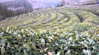 Boseong Tea Fields