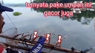 ternyata pake umpan ini mantap juga//mancing cirata