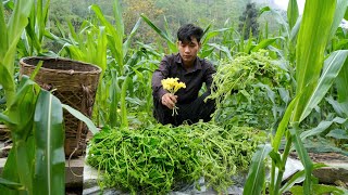 Digging cassava to cook bran for pigs - Harvesting sweet squash to sell | Triệu Văn Tính