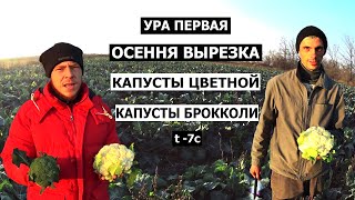 Первые осенние сборы капусты цветной и капусты брокколи в открытом грунте