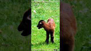 Sheep | Animals #shorts #animals #sheep