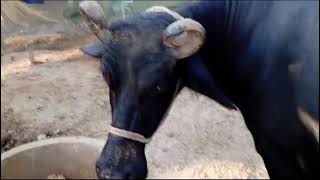 amazing Buffalo forming at village #goat #youtubeshorts #animals #ytshorts #youtube #shorts