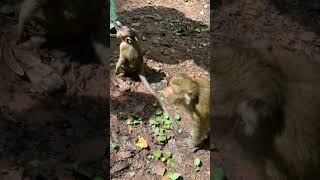 Funny group of Monkey get food from tourist ! they so happy