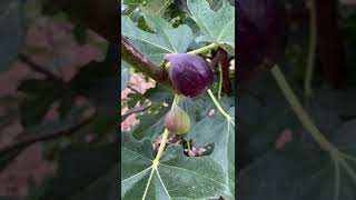 Backyard Fig Orchard @sunlandgrown for more